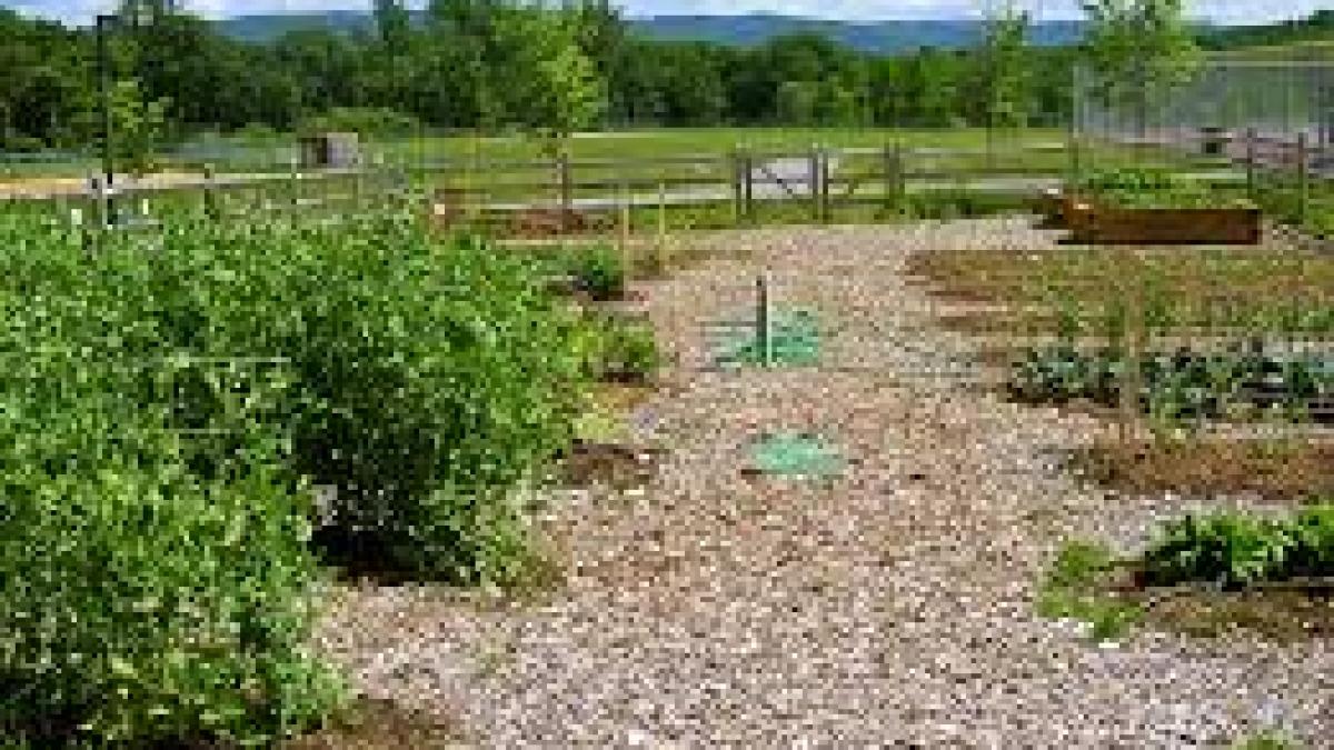 gradina_legume_08655100