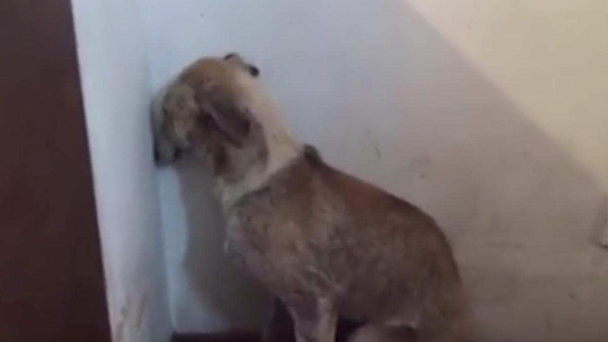 catel_abuzat_96437800