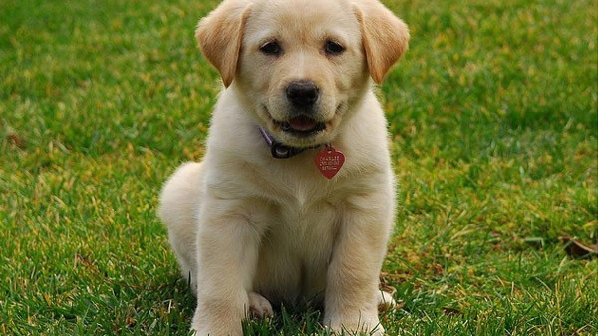 labrador_retriever_21521900