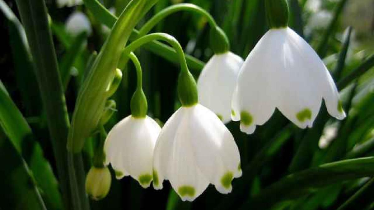 martie_vreme_73779300