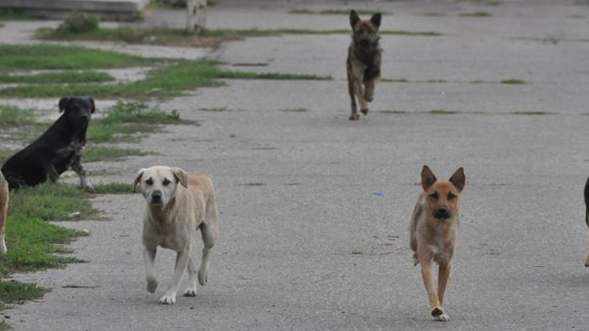 haita_caini_89457900