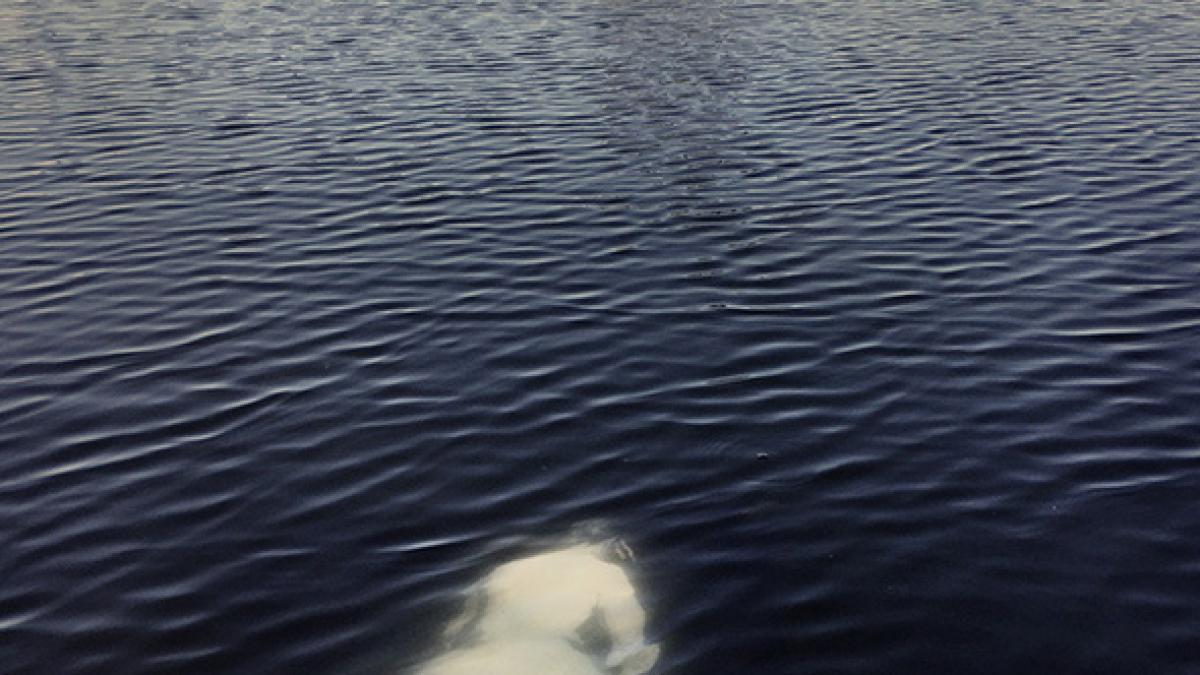 imagine fantomatica care i a ingrozit pe localnici la suprafa a unui lac