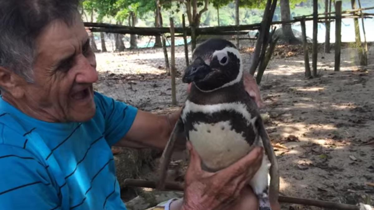 povestea incredibila dintre un pinguin i salvatorul sau video