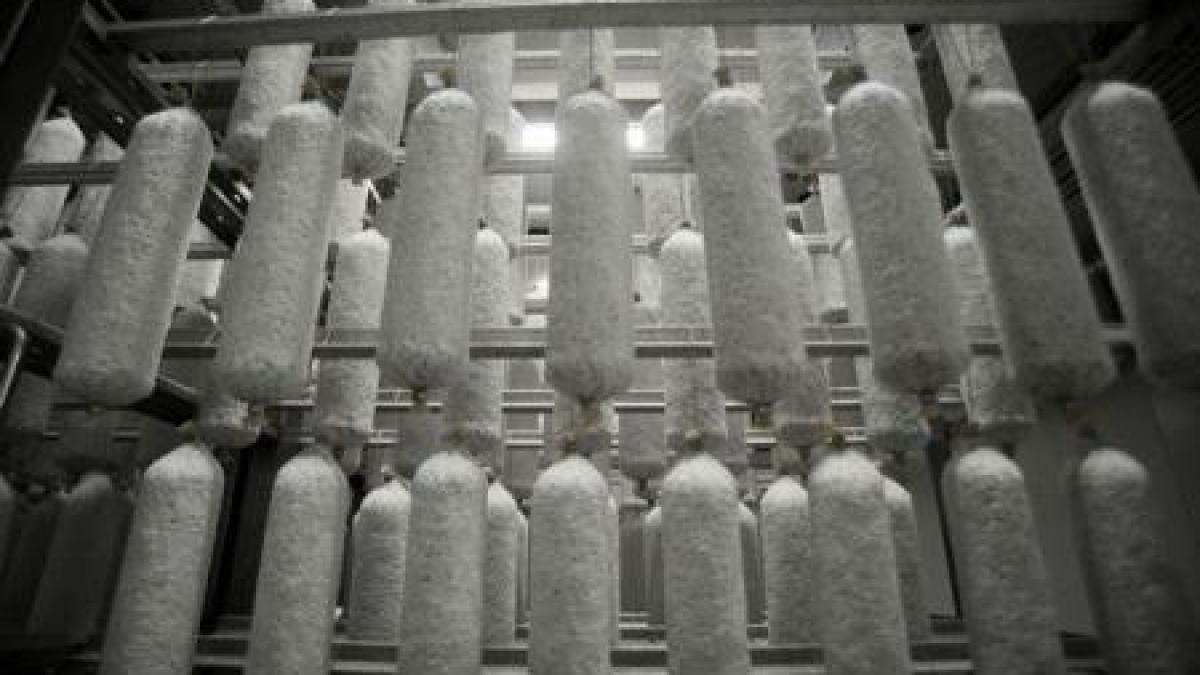 salam_sibiu_47391700