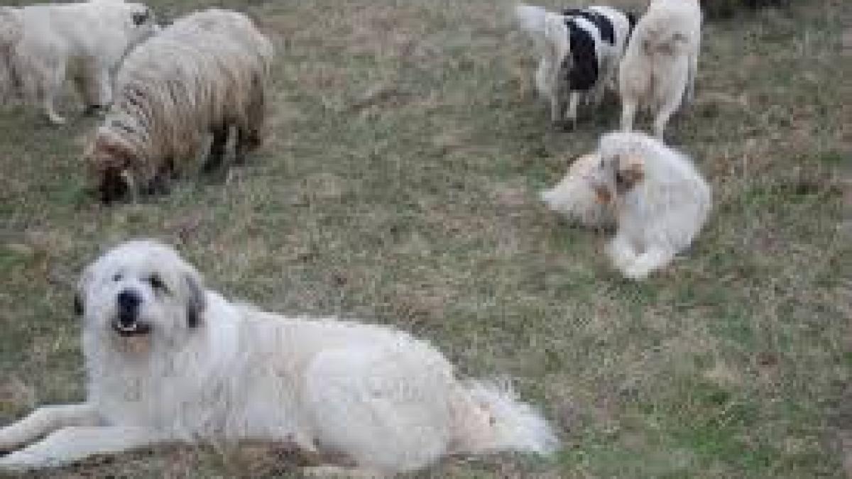 caini_stana_24138500