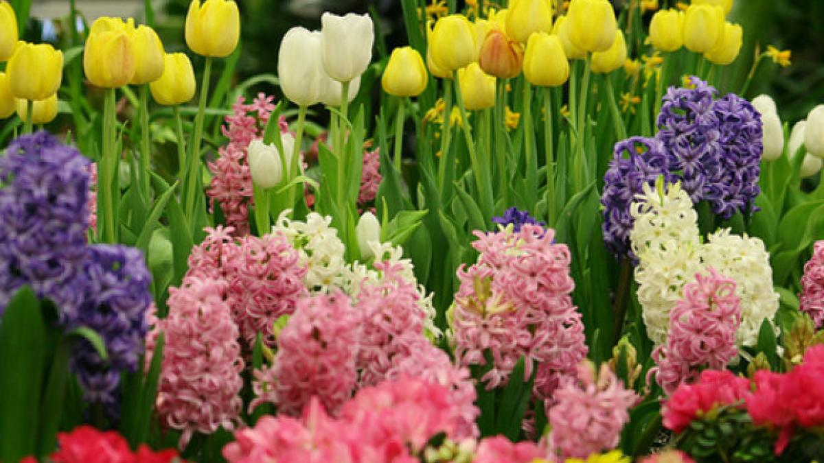 prognoza_meteo_29553300