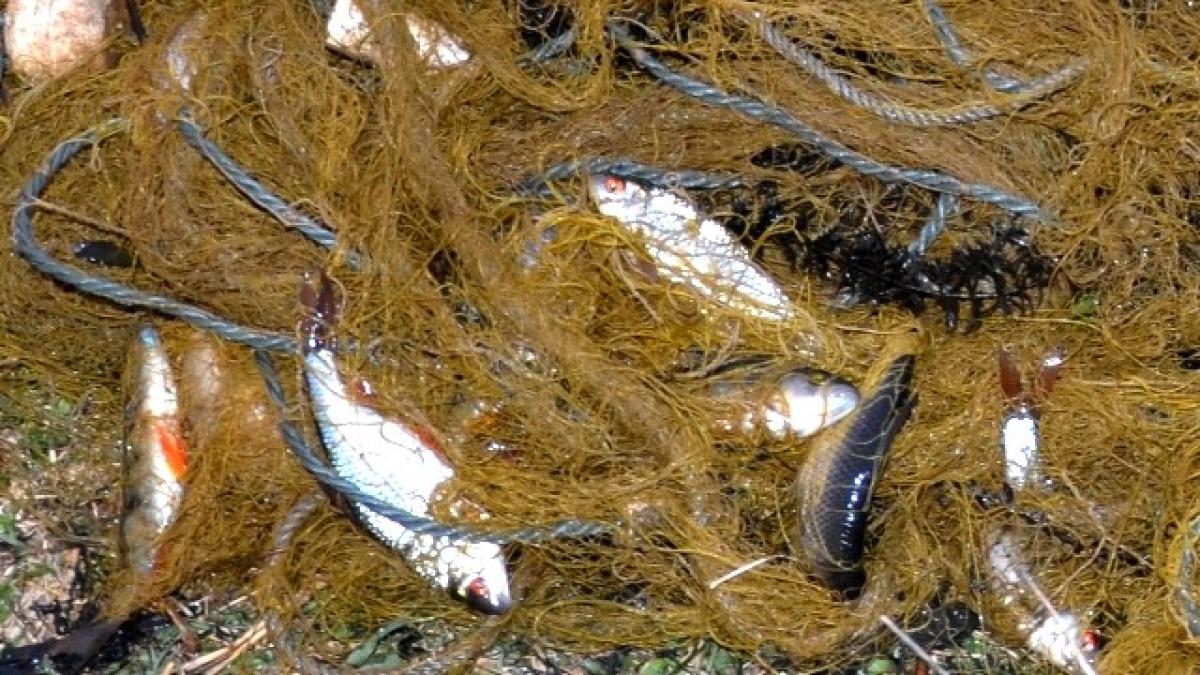 peste_640x360_36032700