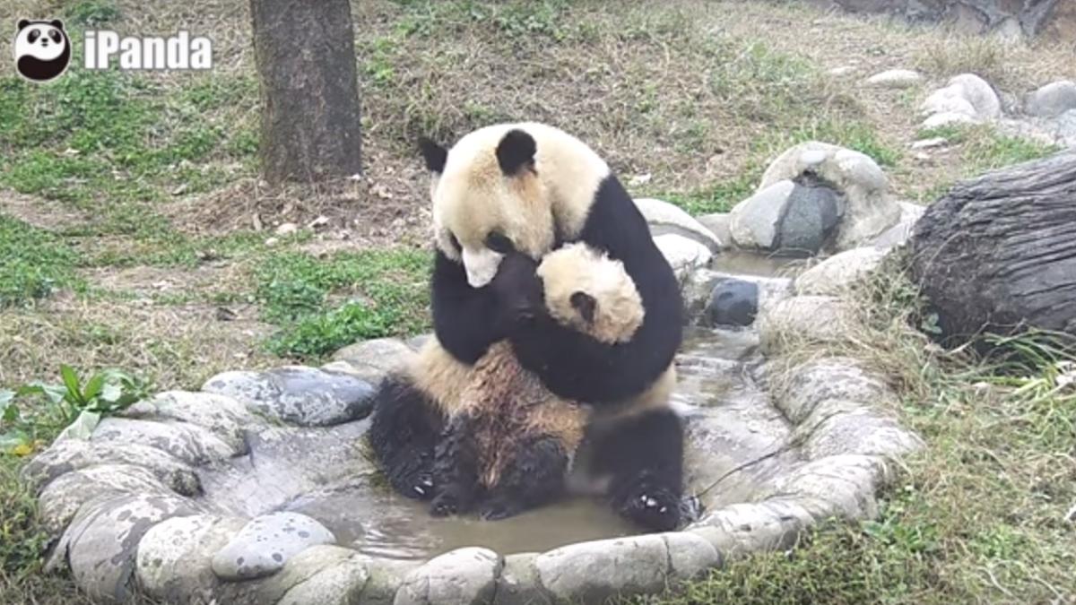 un pui de panda uria incearca din rasputeri sa scape de baie video