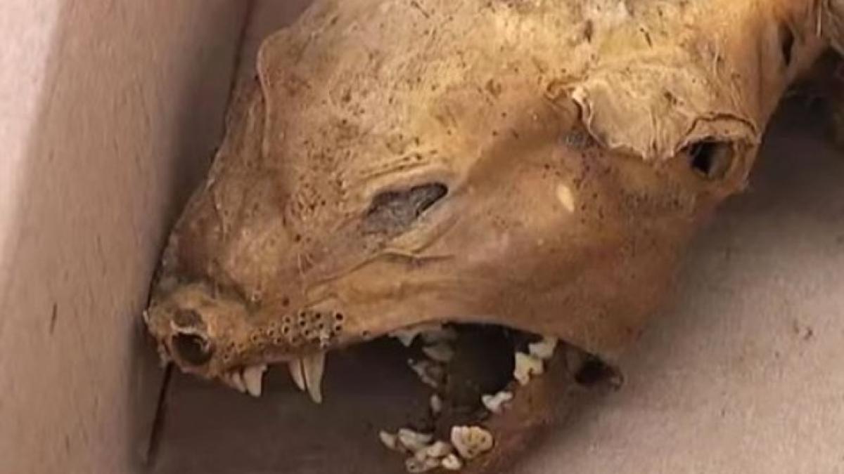 animal_carpati_06999900