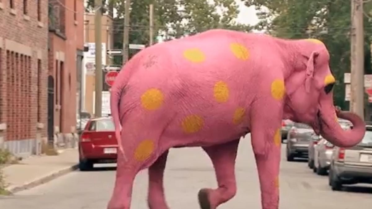 elefant_roz_trecer_strada_fiola_farsa_97548700