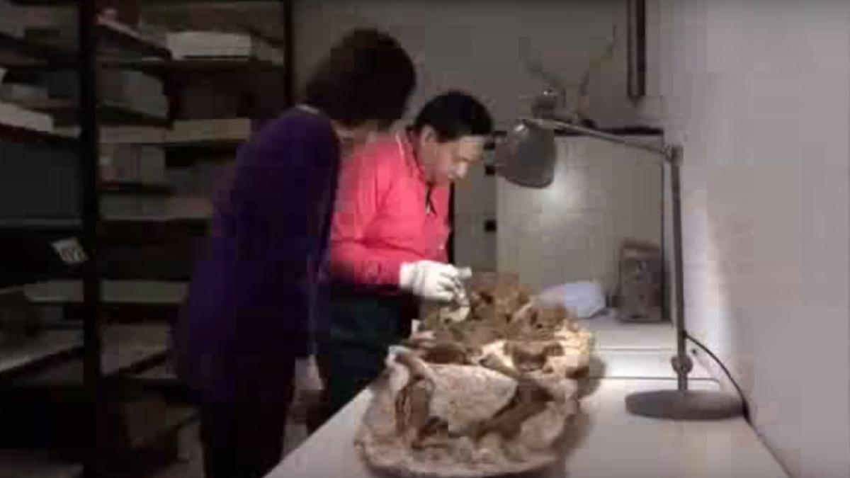 fosila_umana_1_63569600