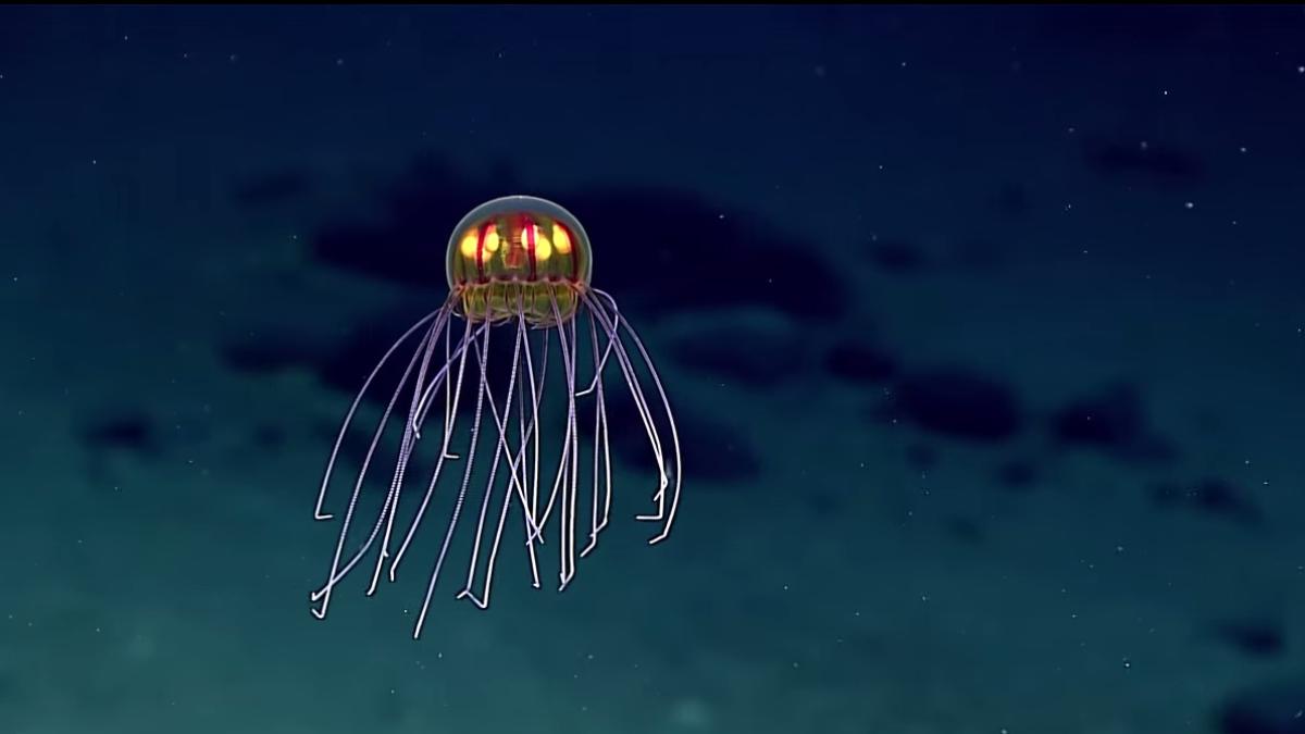 meduza_stralucitoare_17751800