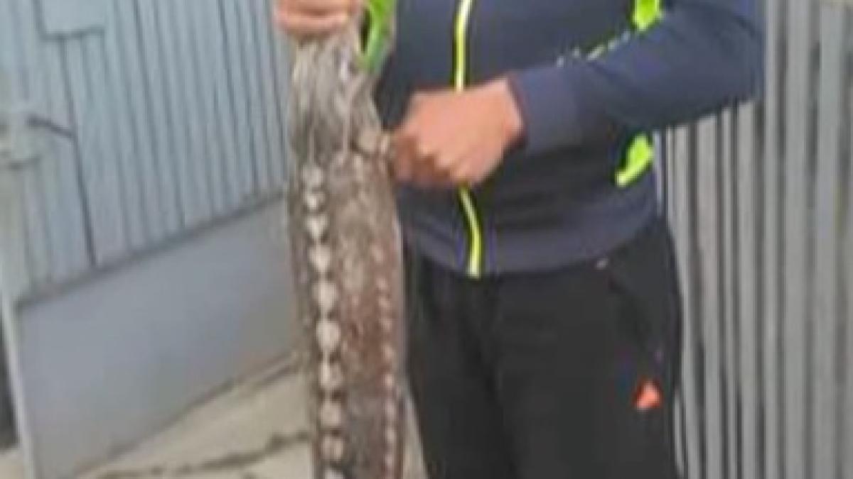 imagine_sturion_80553800