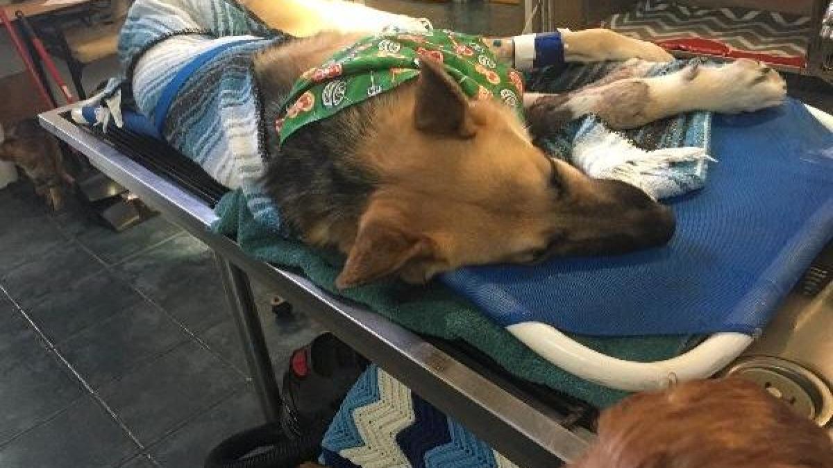 1463075803_2263_hero_dog_trending_large_trans__z9xl2x431wtpnfe7gdjfdq1vlvhkmtvb21dmmpqbfes_73678500