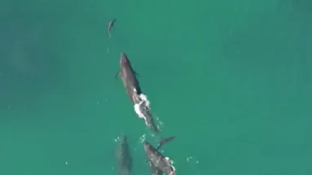 o drona a surprins un moment incredibil  mai multe balene urmaresc un rechin    video