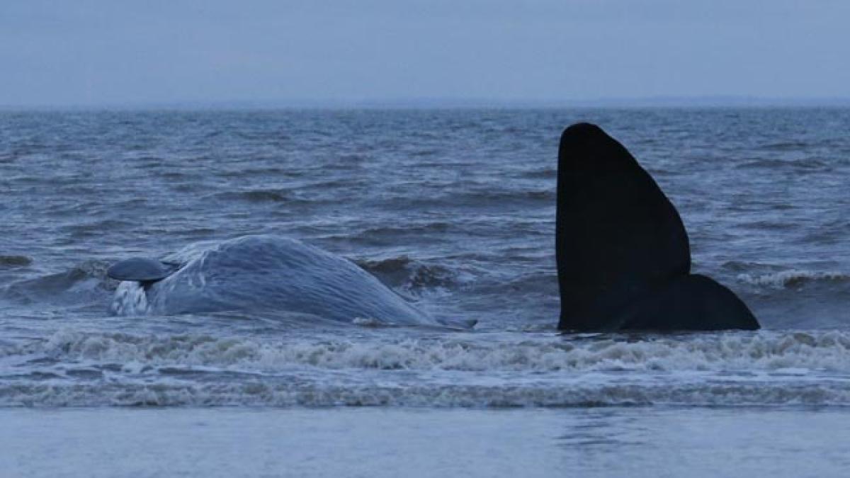whale_british_beach_afp_650x400_41454636442_74141400