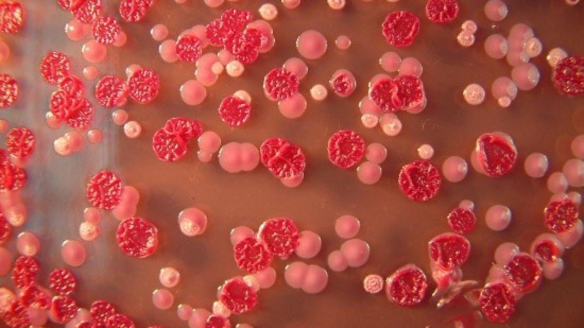 virusul_zika_avertizari_357645_21807000