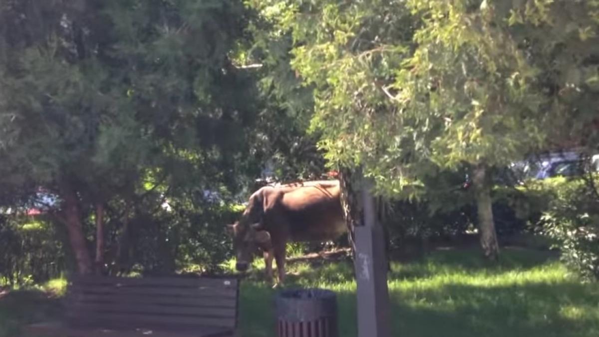 targovi te poli i ti locali solicita i sa ridice o vaca care pa tea in centrul ora ului