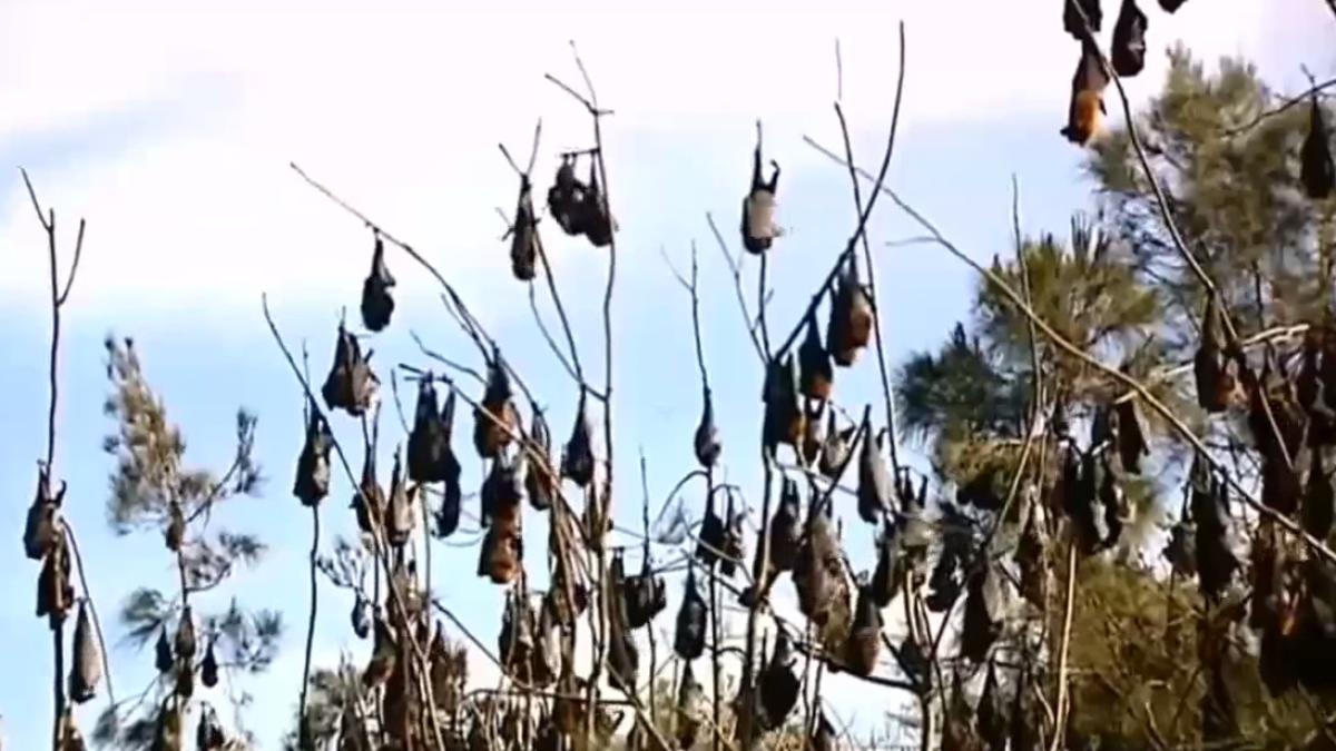 ora invadat de lilieci fenomenul declarat dezastru natural