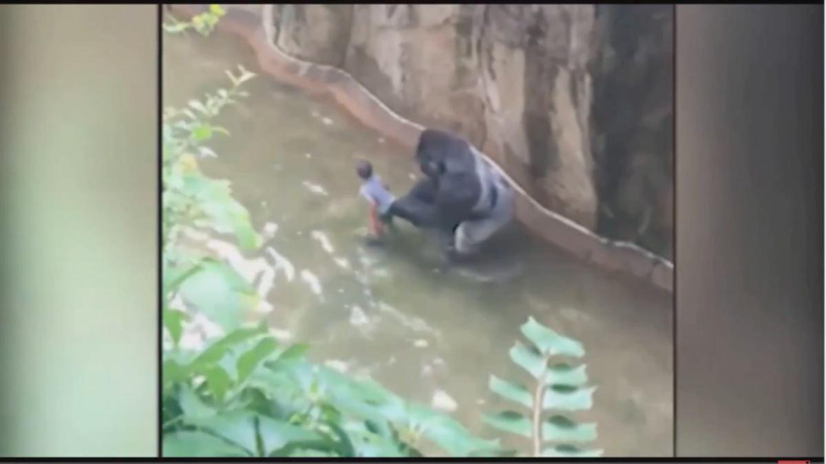 imagini de groaza la zoo un copil a cazut in arcul unei gorile video