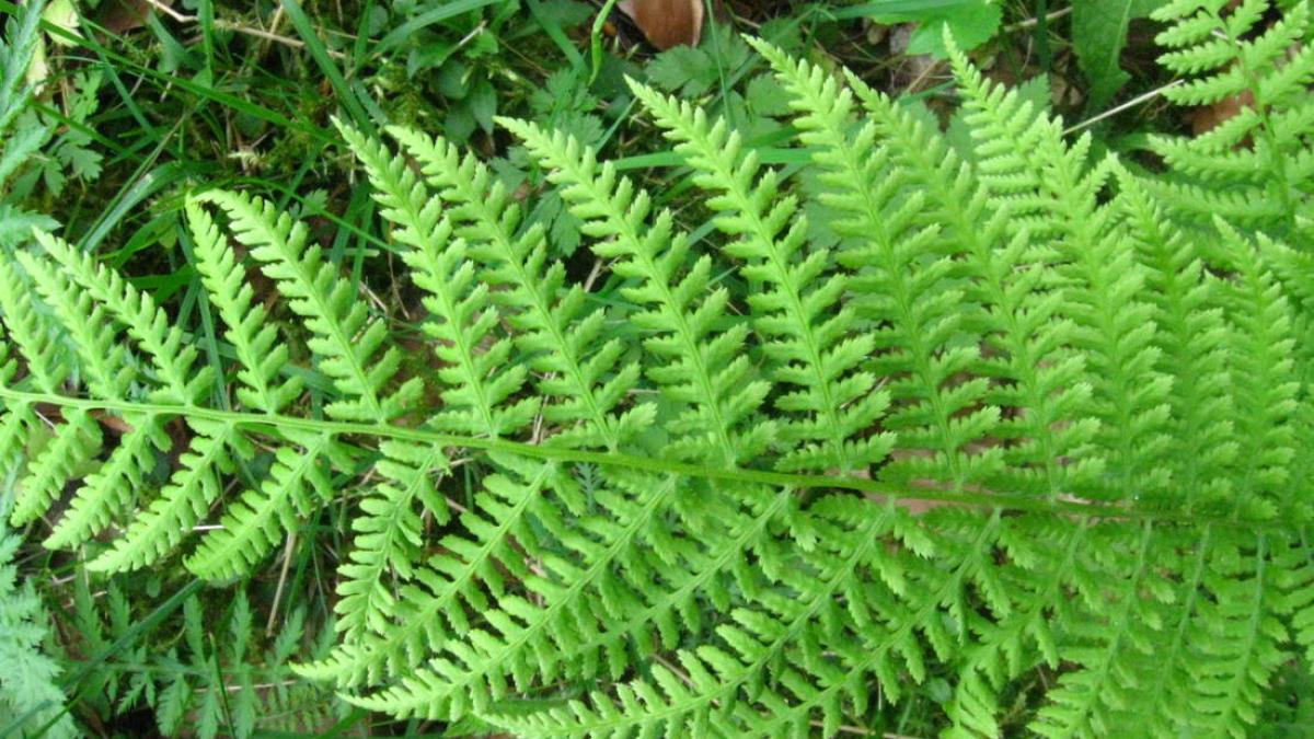 stiati_ca_feriga_85520400