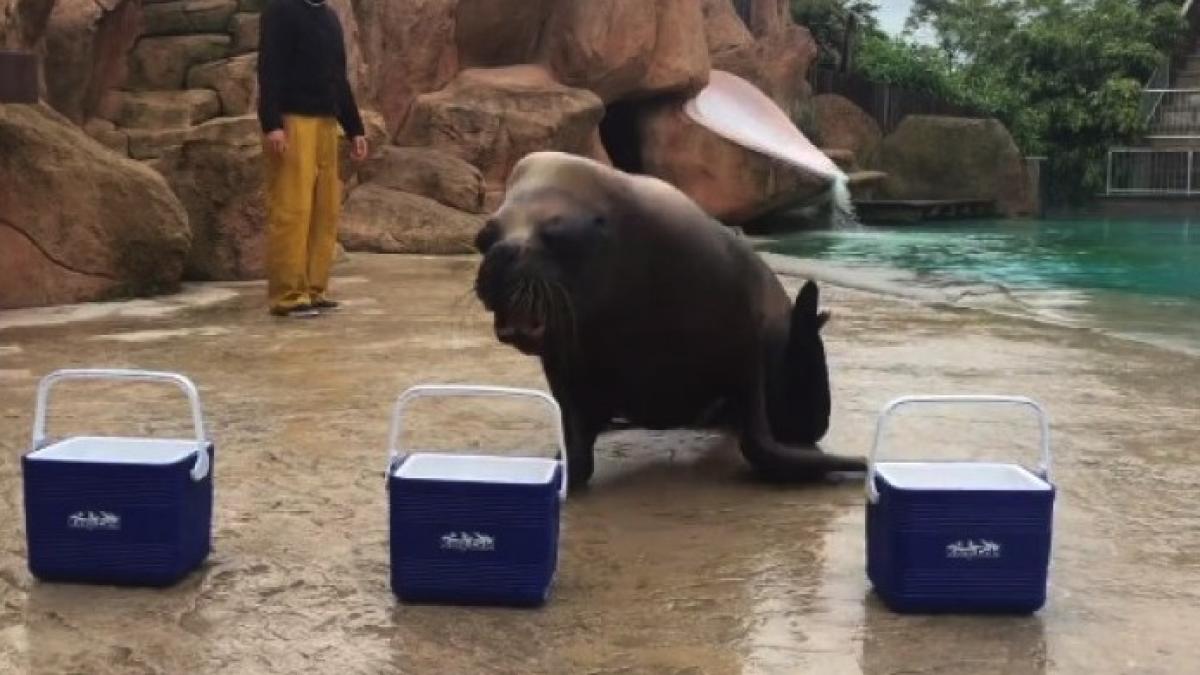 pronostic_leu_de_mare_96995700