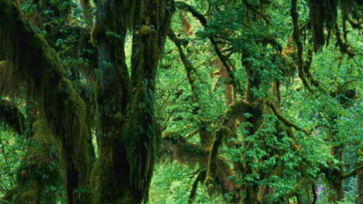 zwas2bucehbp0nij18rsuvptq_32000800