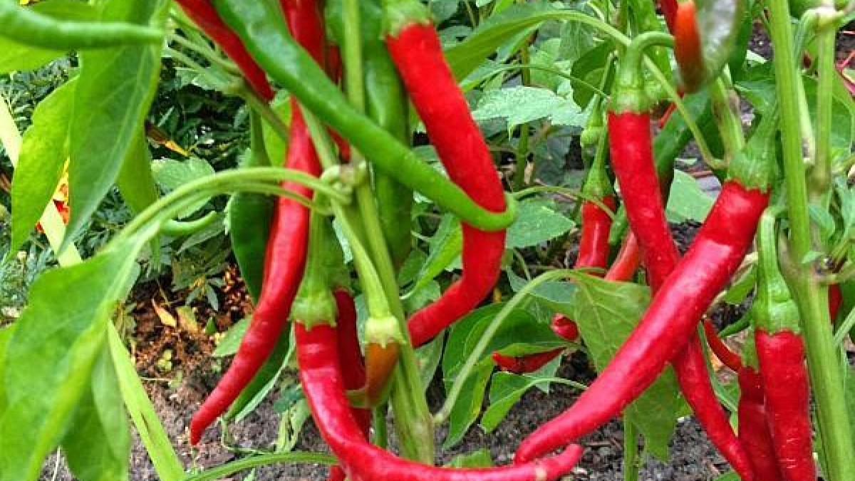 ardeiul_iute_94591600