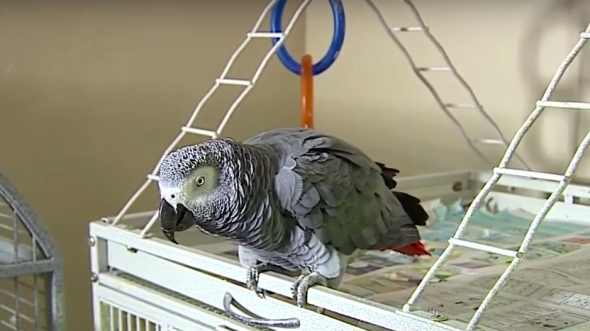 un papagal posibil martor intr un proces de omor