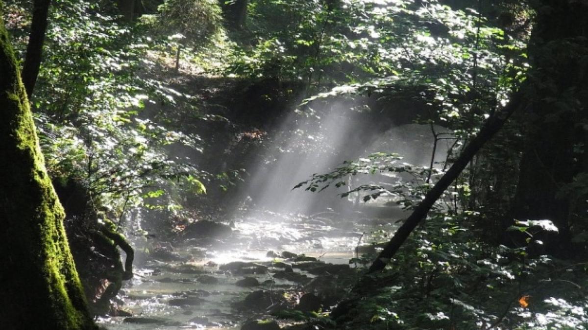 spanzurat_parang_392255_81065200