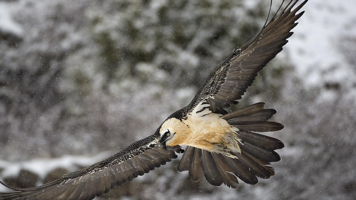 gypaetus_barbatus_75143800