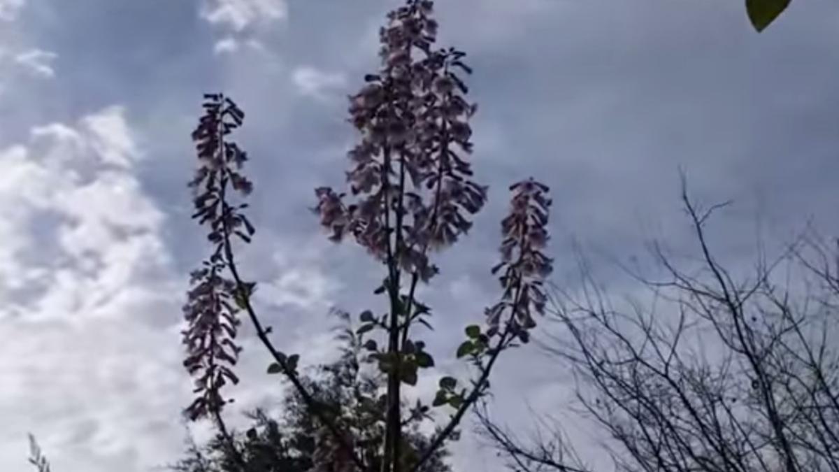 copacul cu cea mai rapida cre tere unde este cultivat