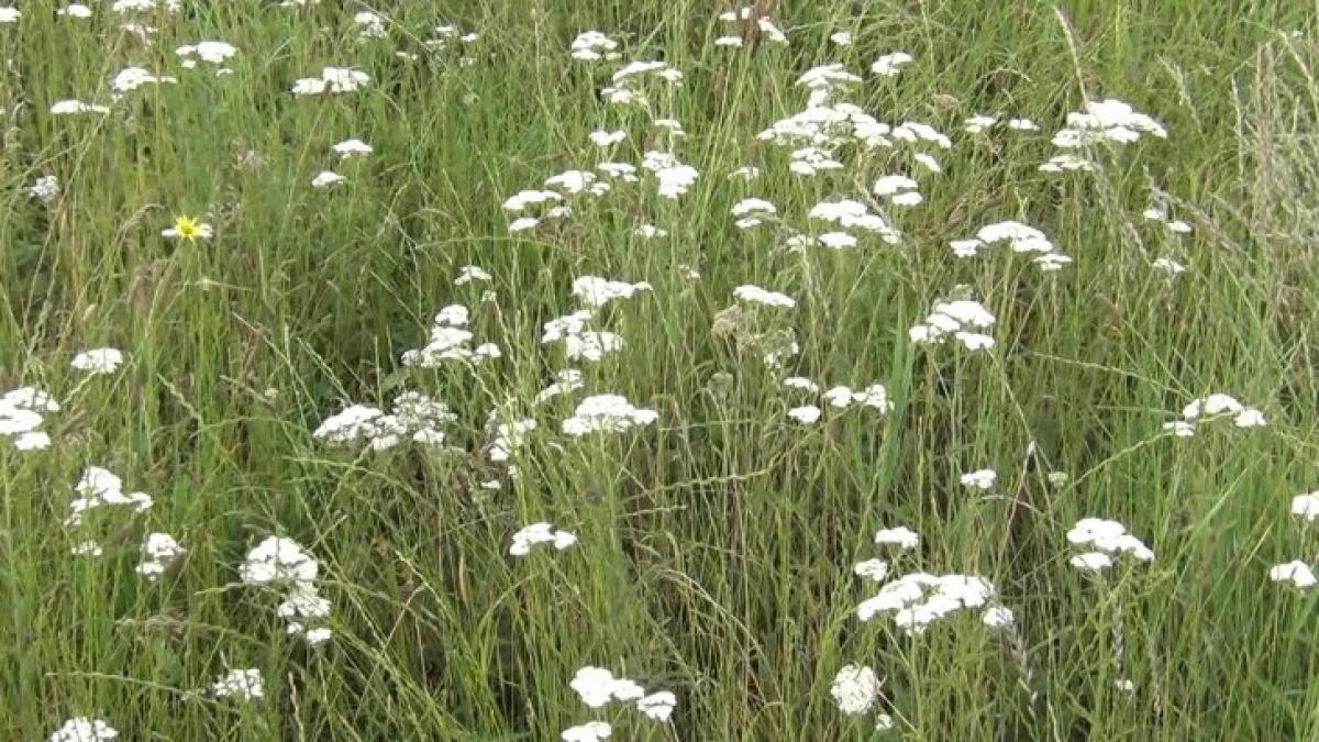 coada_soricelului_14850900_53078400