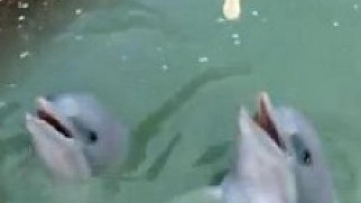 cum a fost surprins un delfin video