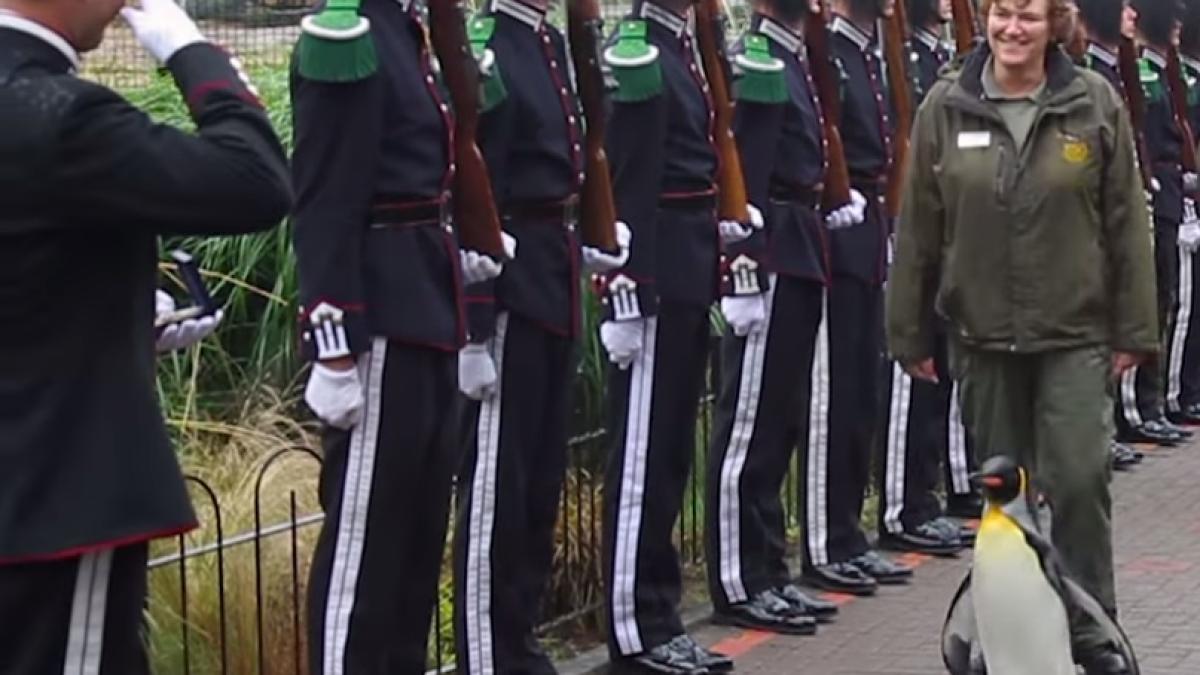 pinguin regal promovat la gradul de general de brigada