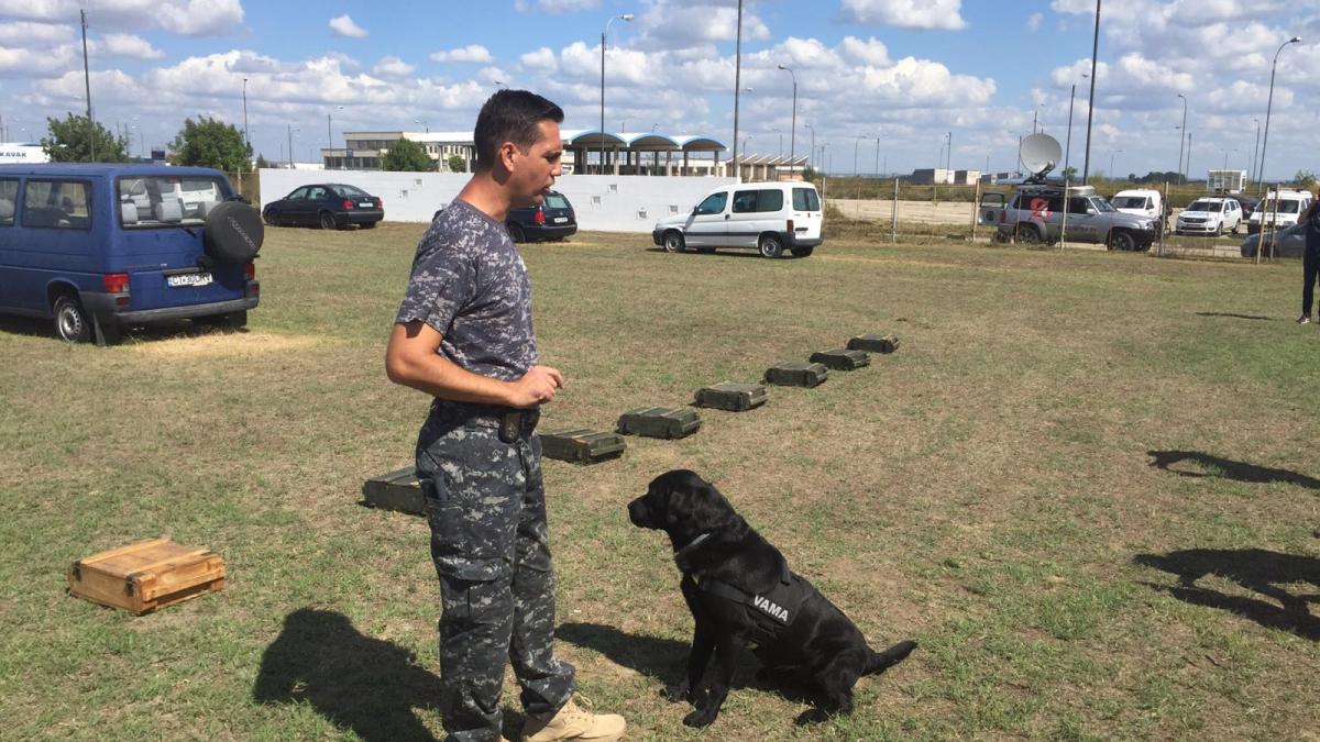 anaf ul pune cainii la grani a