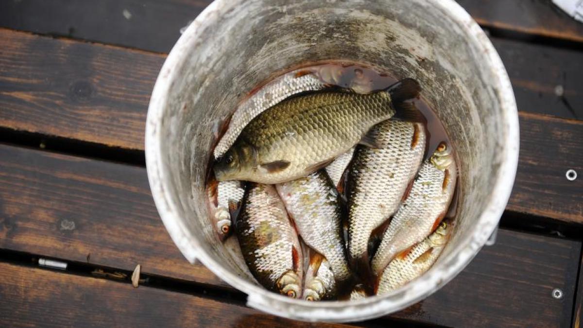 agerpres_7996500_26392600