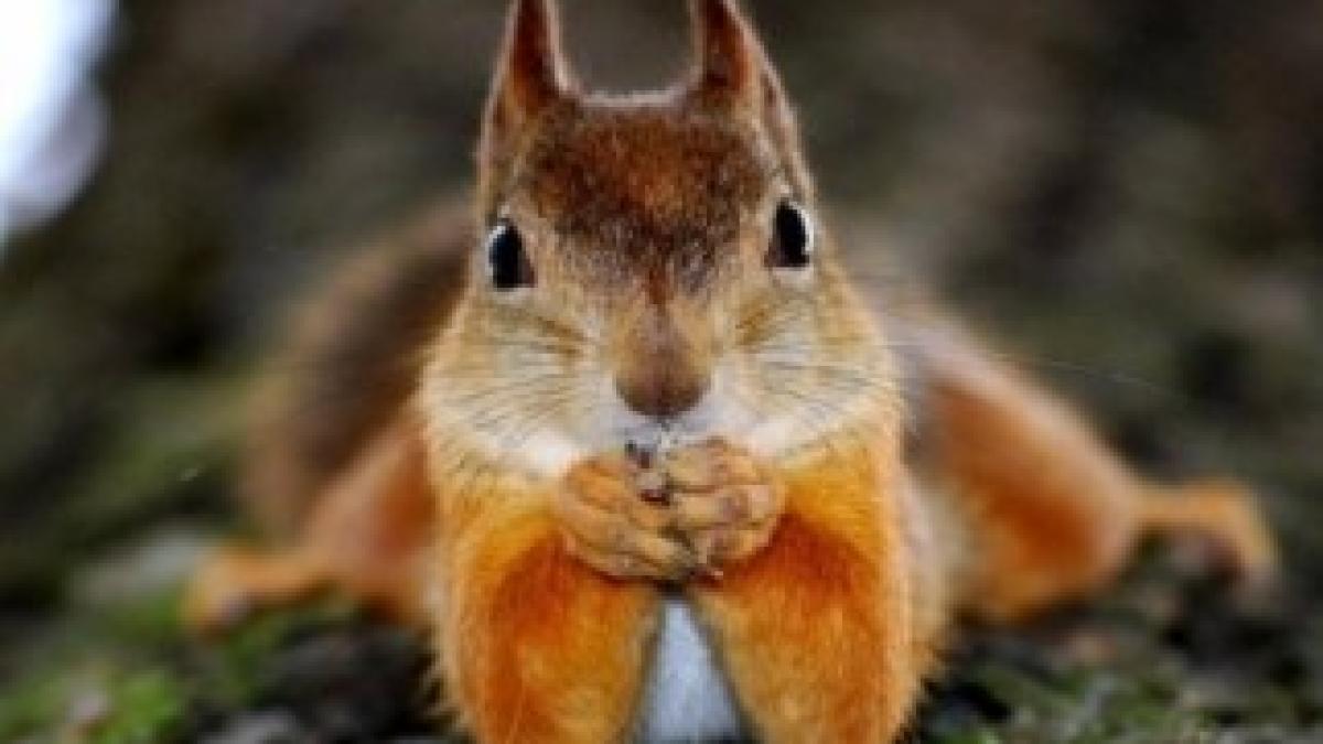 art_0n_49201400_54865800