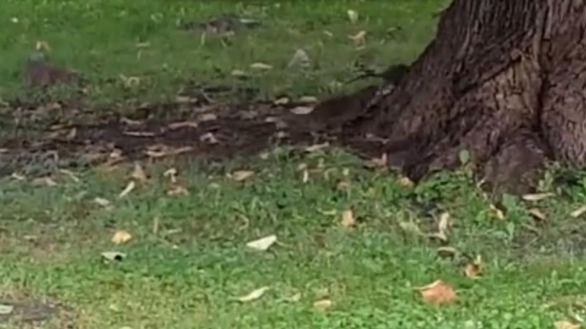 sobolani_arad_90153200