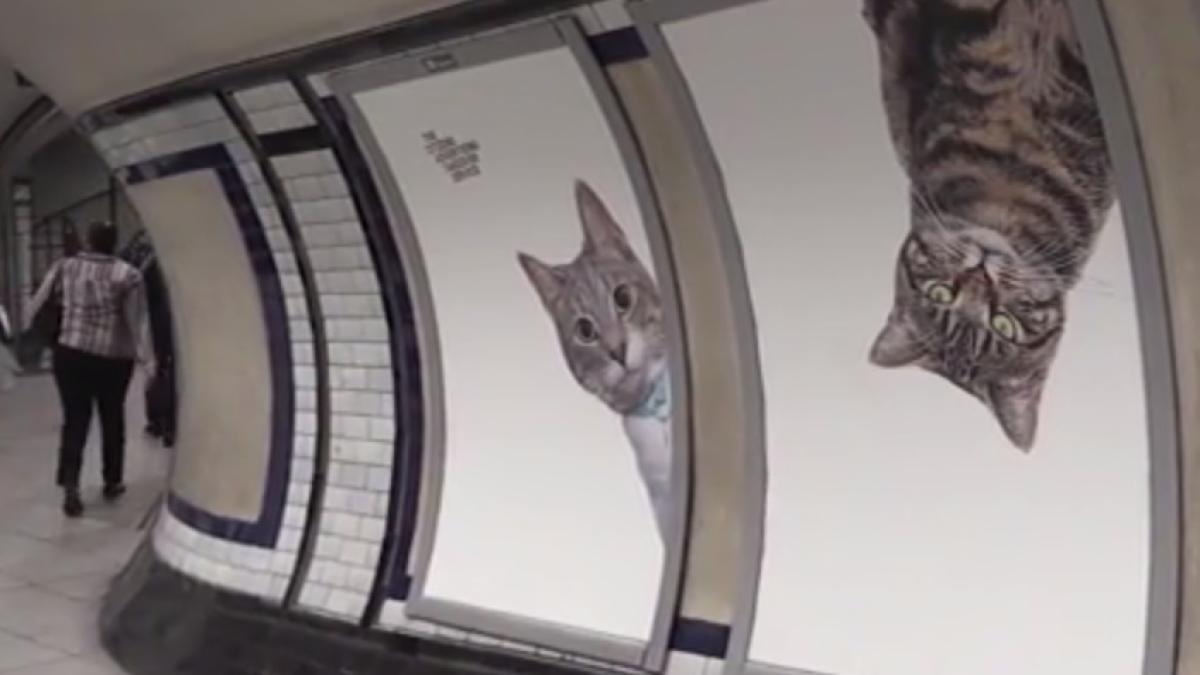 pisici_metrou_09935000