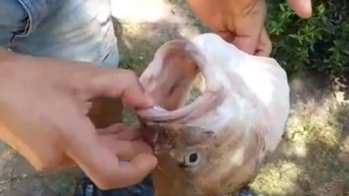 descoperire_88640700