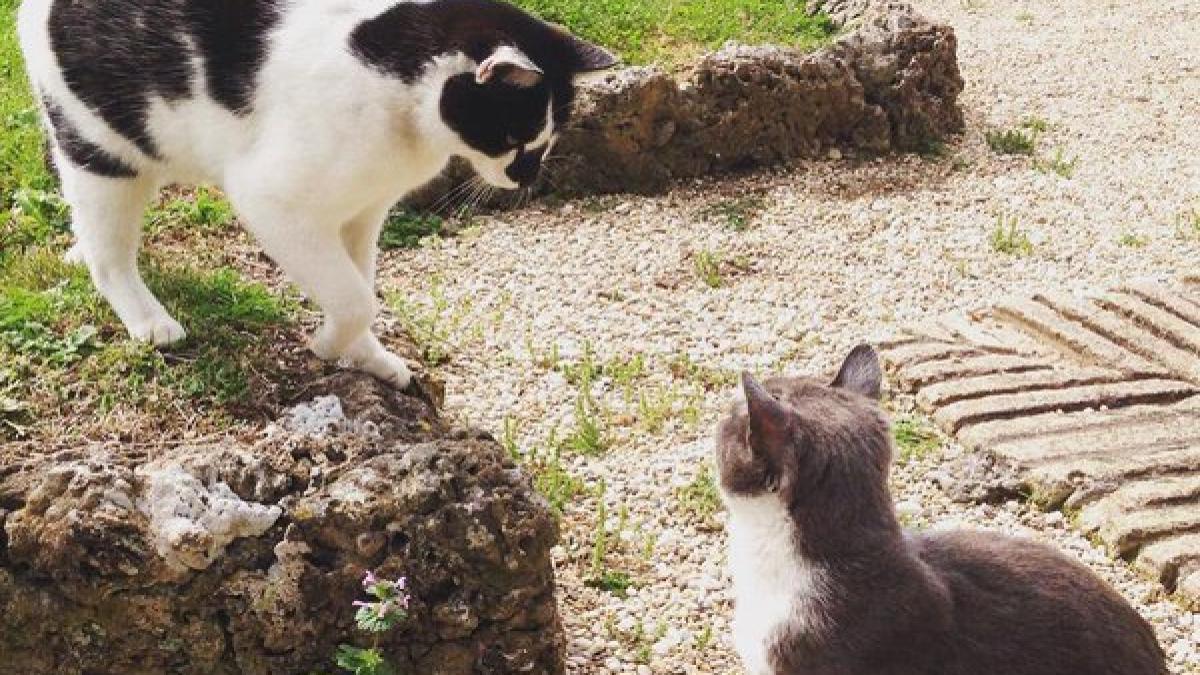 contessina_papa_pisica_benedict_24458200