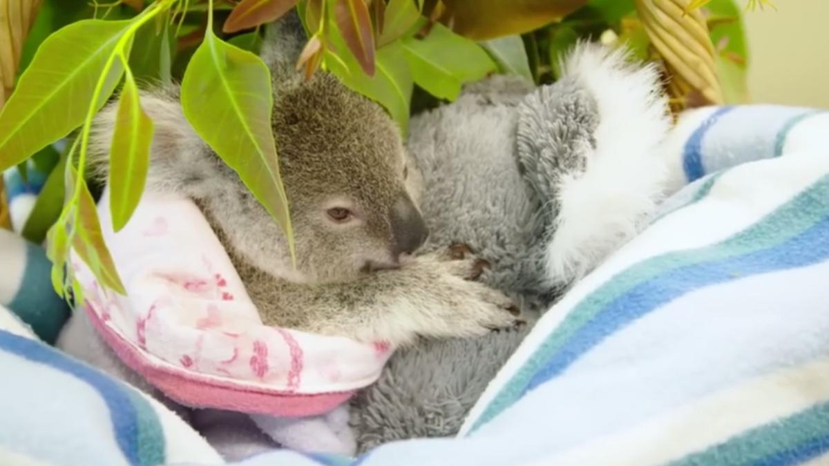 imagini senza ionale cu un koala orfan ce il ajuta sa depa easca trauma