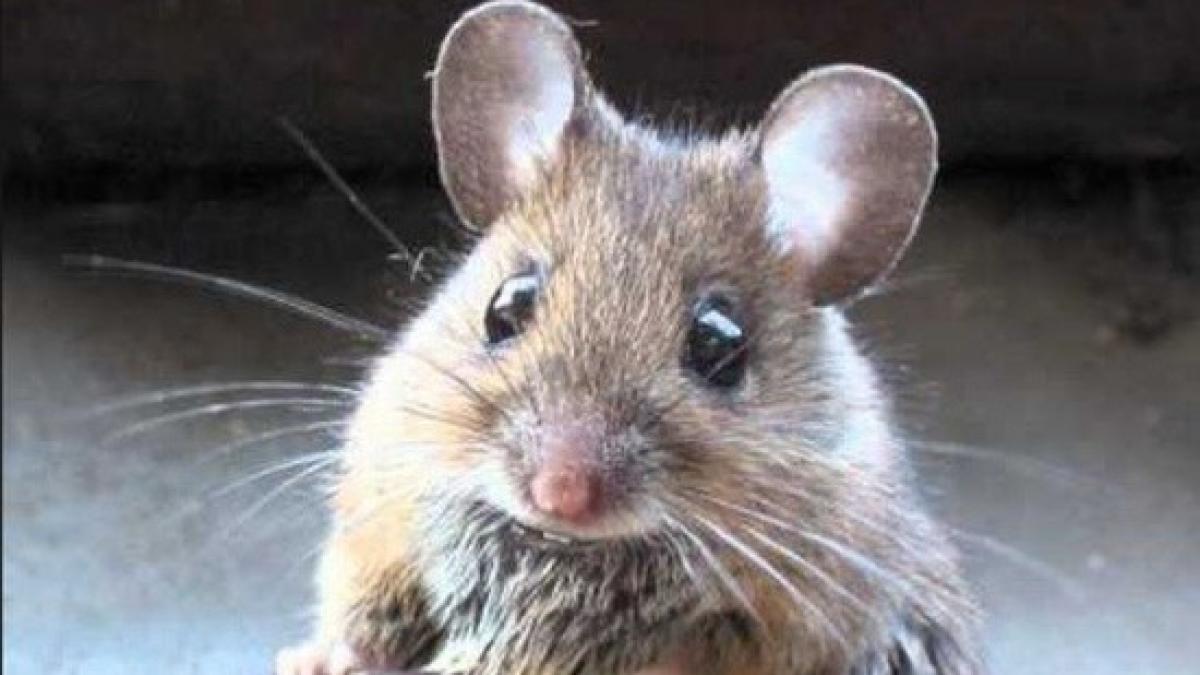 imagini revoltatoare soareci in spital asistentele au fugit de teama video