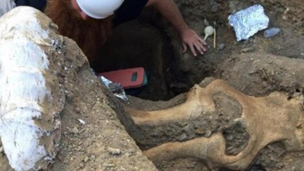 descoperire_craniu_mamut_61370800