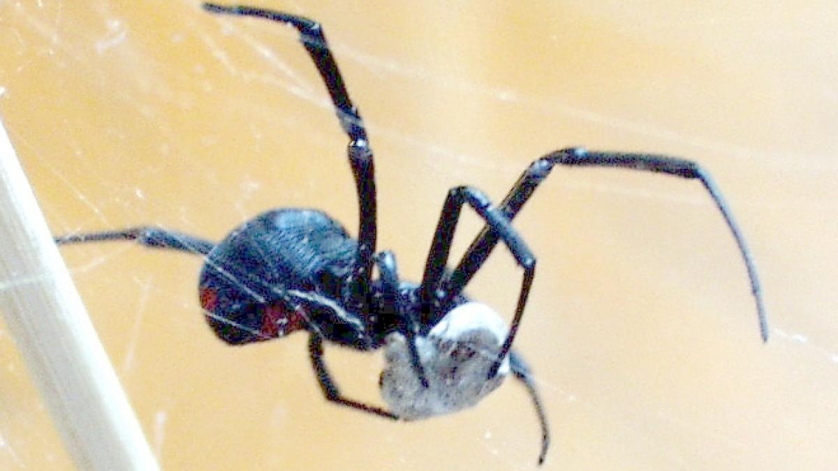 latrodectus_mactans_eating_02025300