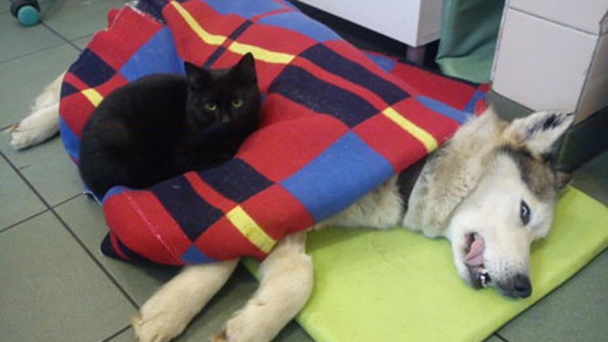 veterinary_nurse_cat_hugs_shelter_animals_radamenes_bydgoszcz_poland_4_14512400