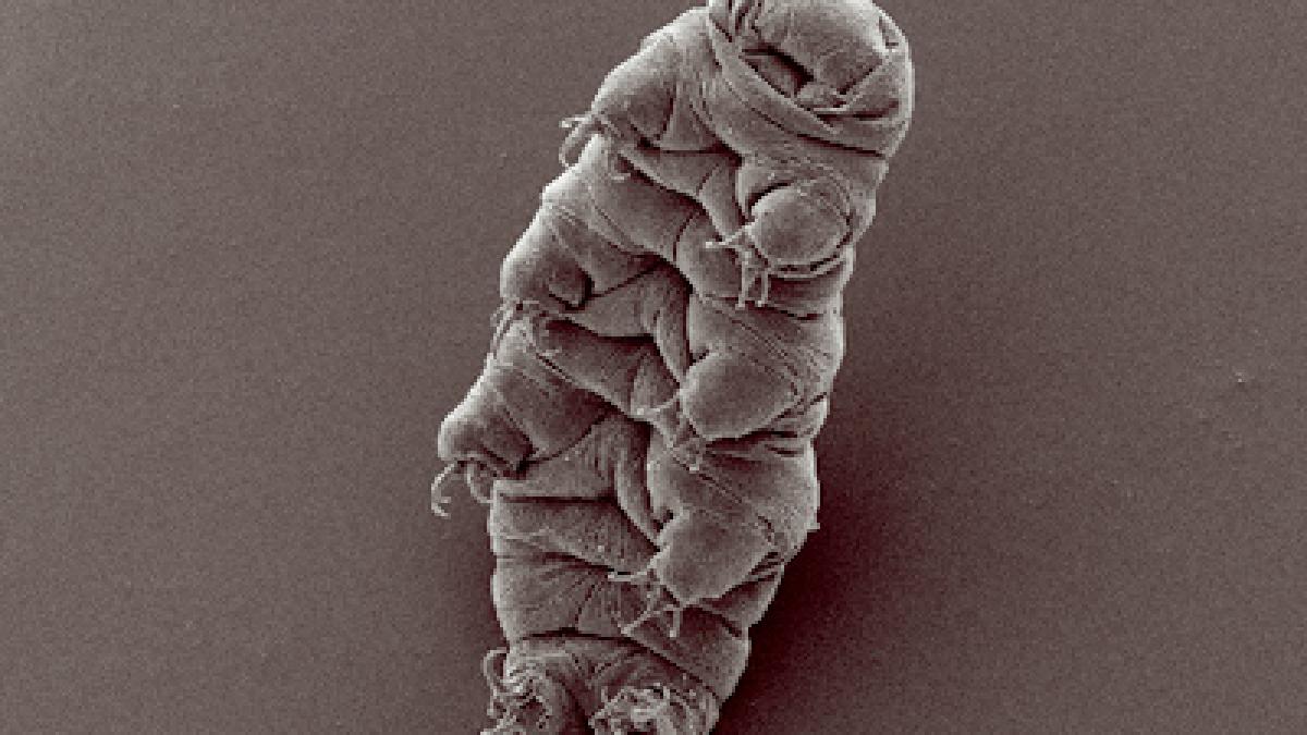 waterbear_12690500
