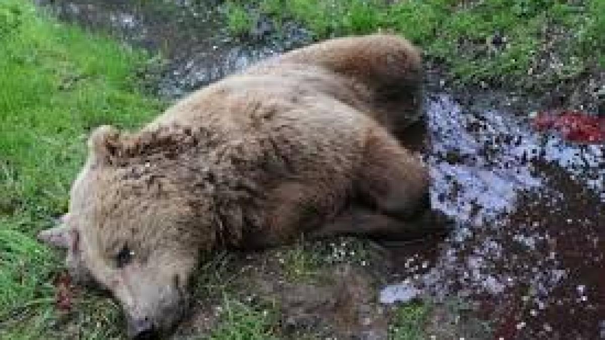 urs_ucis_vanator_78237900