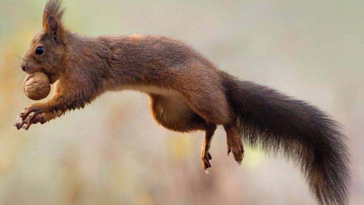 veverita_nuca_bcdd46737c_54421000